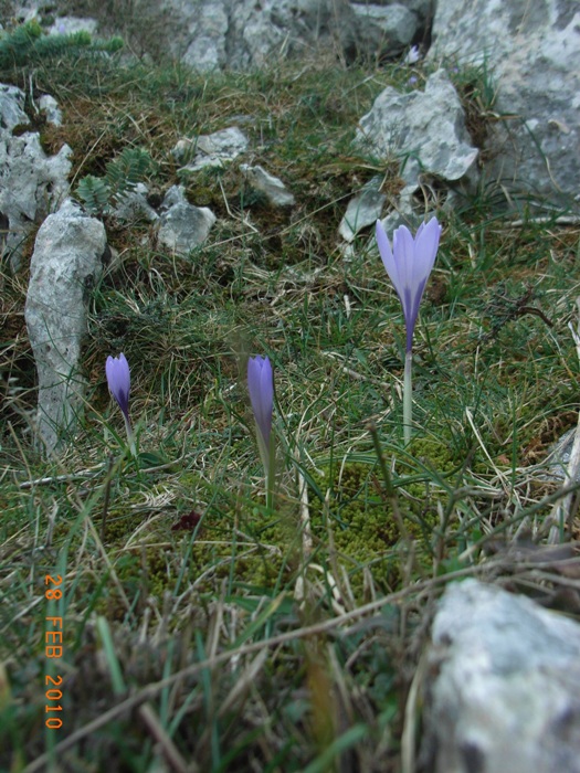 Crocus neapolitanus